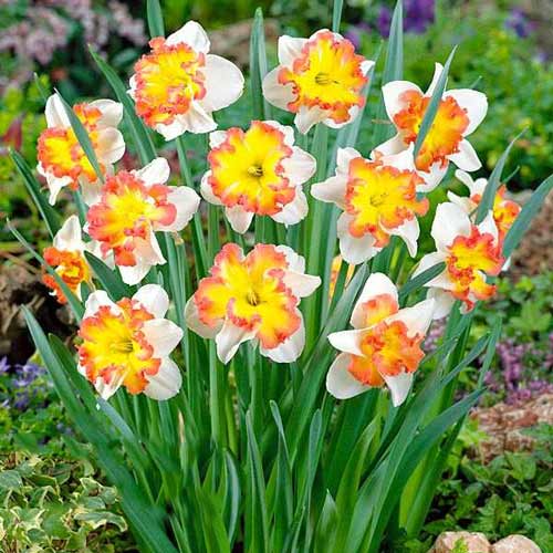 Narzisse Taurus interface.image 1 interface.art 68022