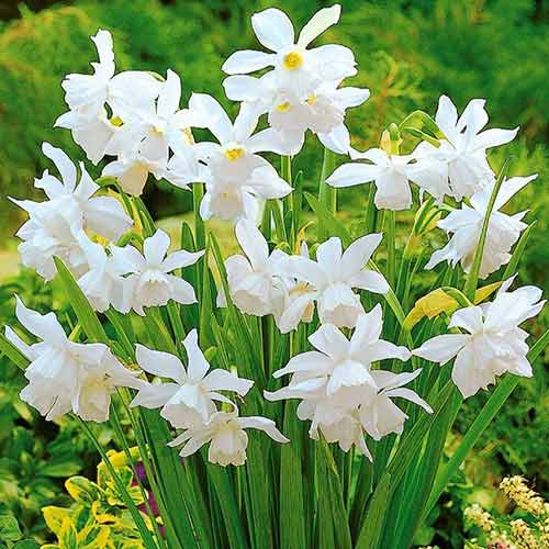 Narzisse Thalia interface.image 1 interface.art 70236