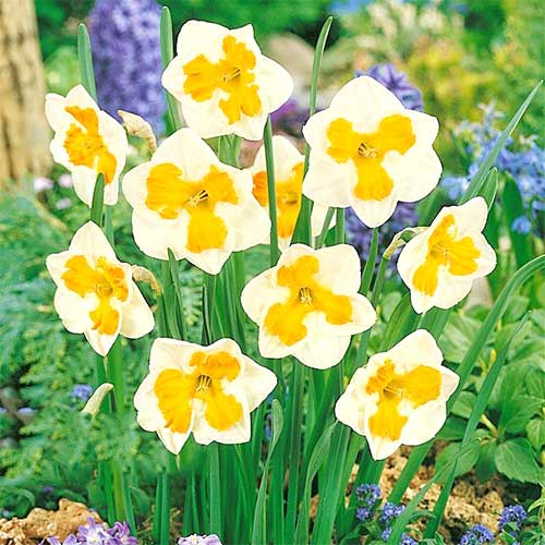 Narzisse Tricollet interface.image 1 interface.art 67436