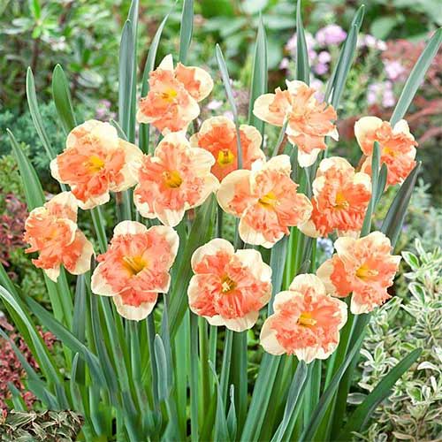 Narzisse Vanilla Peach interface.image 1 interface.art 67437