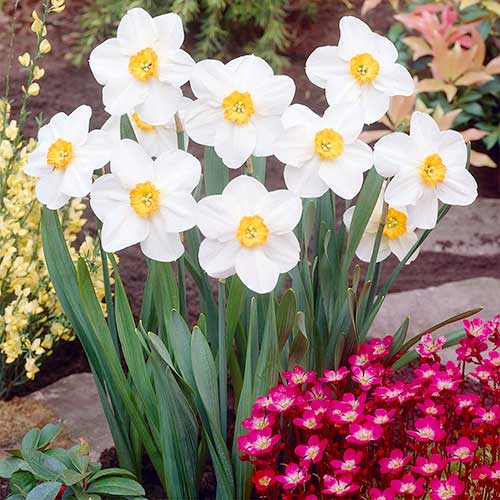 Narzisse Verger interface.image 1 interface.art 70279