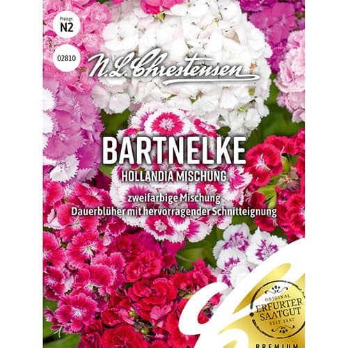Bartnelke Hollandia Mischung interface.art Bild 1 Bartnelke Hollandia Mischung interface.image 1 interface.art 86123