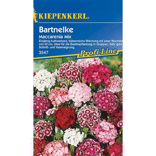 Bartnelke Maccarenia, Farbmischung interface.art Bild 1 Bartnelke Maccarenia, Farbmischung interface.image 1 interface.art 86252