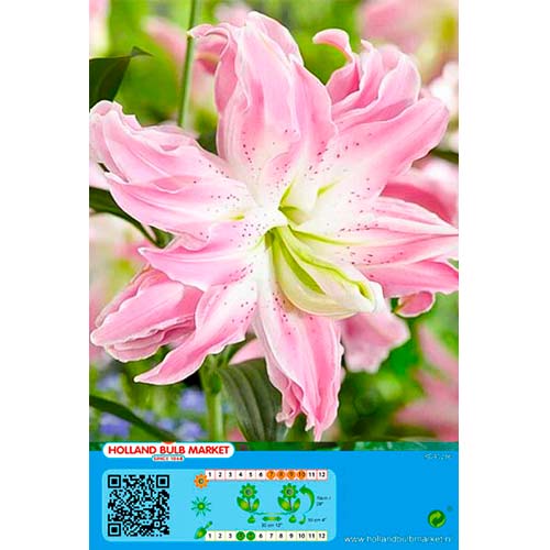 Orientalische Lilie Lotus Elegance interface.art Bild 1 Orientalische Lilie Lotus Elegance interface.image 1 interface.art 76663