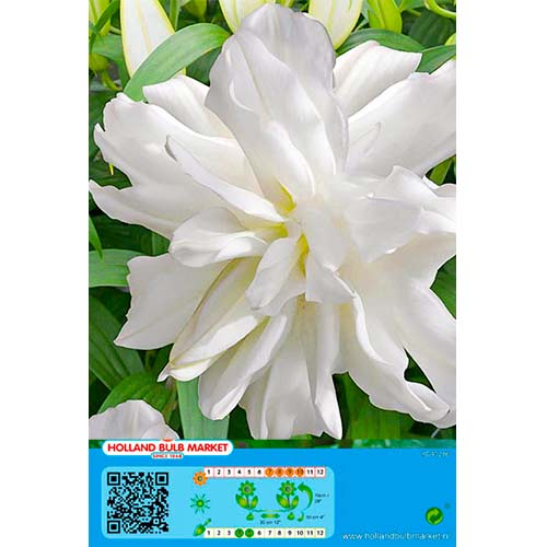 Orientalische Lilie Lotus Ice interface.art Bild 1 Orientalische Lilie Lotus Ice interface.image 1 interface.art 76664