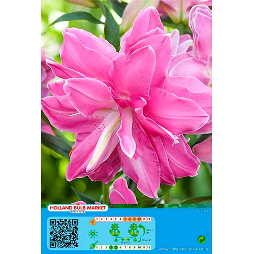Orientalische Lilie Lotus Wonder interface.art Bild 1 Orientalische Lilie Lotus Wonder interface.image 1 interface.art 76665