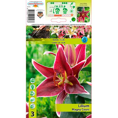 Orientalische Lilie Magny Course interface.art Bild 1 Orientalische Lilie Magny Course interface.image 1 interface.art 76606