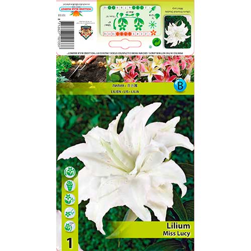 Lilie Miss Lucy interface.art Bild 1 Lilie Miss Lucy interface.image 1 interface.art 76316