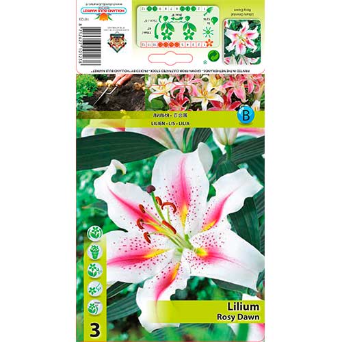 Orientalische Lilie Rosy Dawn interface.art Bild 1 Orientalische Lilie Rosy Dawn interface.image 1 interface.art 76322