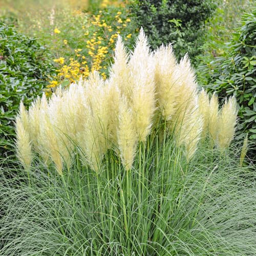 Pampasgras Pumila, P9 interface.art Bild 1 Pampasgras Pumila, P9 interface.image 1 interface.art 5447