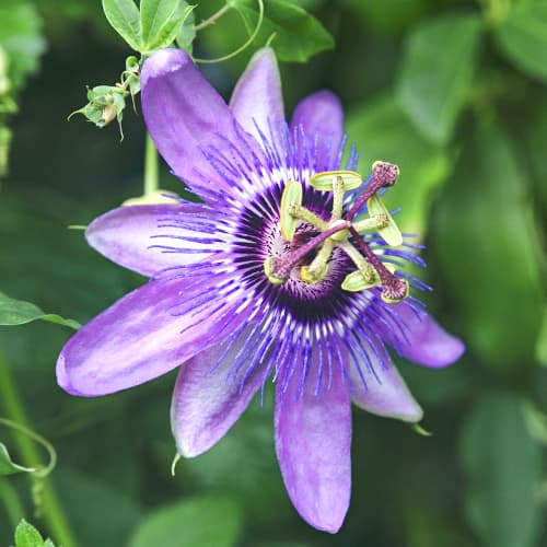 Passionsblume (Passiflora) Lavender Lady interface.art Bild 1 Passionsblume (Passiflora) Lavender Lady interface.image 1 interface.art 9594