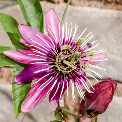 Passionsblume (Passiflora) Victoria interface.art Bild 1 Passionsblume (Passiflora) Victoria interface.image 1 interface.art 9079