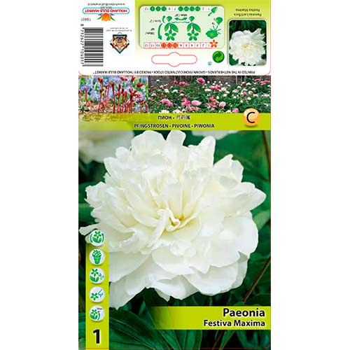 Pfingstrose Festiva Maxima interface.art Bild 1 Pfingstrose Festiva Maxima interface.image 1 interface.art 76337