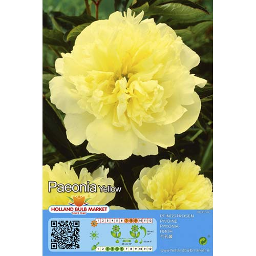 Pfingstrose gelb interface.art Bild 1 Pfingstrose gelb interface.image 1 interface.art 76488