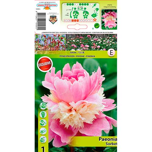 Pfingstrose Sorbet interface.art Bild 1 Pfingstrose Sorbet interface.image 1 interface.art 76340