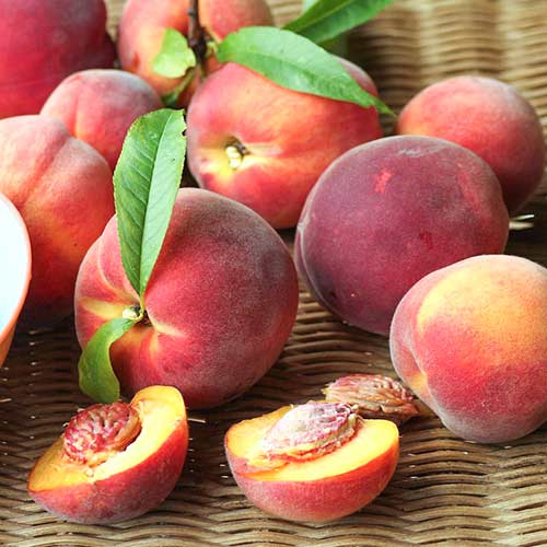 Pfirsich Carlo interface.image 1 interface.art 4290