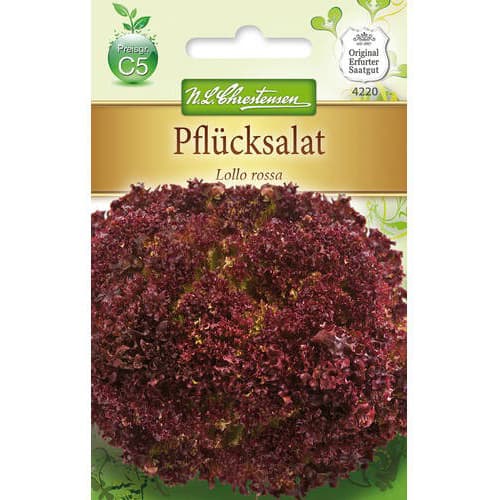 Pflücksalat Lollo Rossa interface.art Bild 1 Pflücksalat Lollo Rossa interface.image 1 interface.art 78779