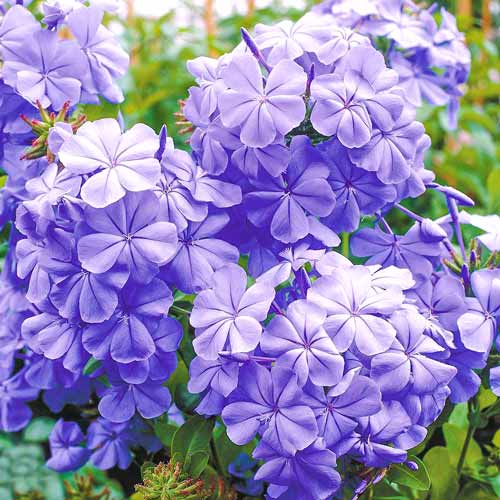Plumbago auriculata interface.art Bild 1 Plumbago auriculata interface.image 1 interface.art 76654