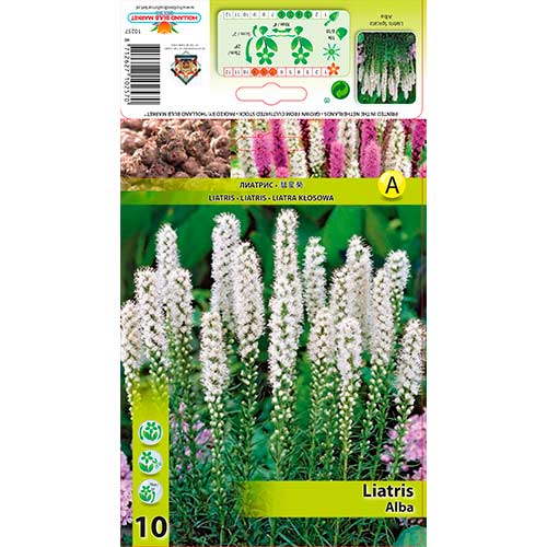 Prachtscharte Spicata Alba interface.art Bild 1 Prachtscharte Spicata Alba interface.image 1 interface.art 76301