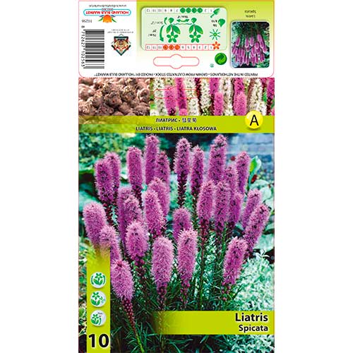 Prachtscharte Spicata interface.art Bild 1 Prachtscharte Spicata interface.image 1 interface.art 76300