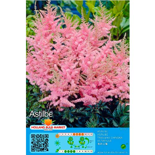 Prachtspiere Pink interface.art Bild 1 Prachtspiere Pink interface.image 1 interface.art 76376