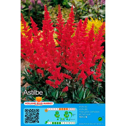 Prachtspiere Red interface.art Bild 1 Prachtspiere Red interface.image 1 interface.art 76378