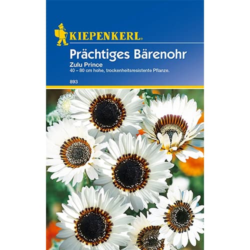 Prächtiges Bärenohr Zulu Prince interface.image 1 interface.art 77423