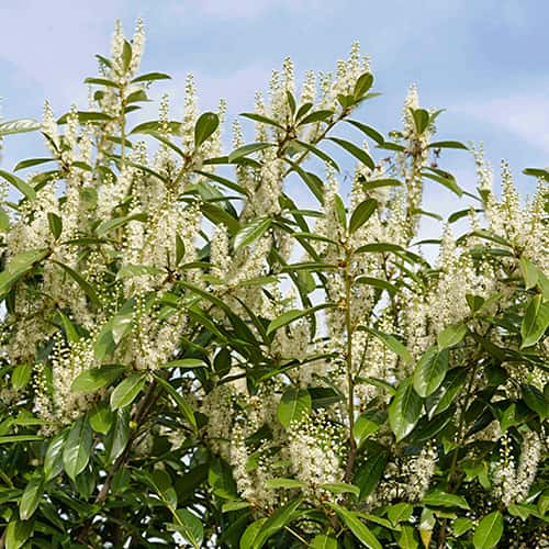 Prunus laurocerasus Rotundifolia, С2 interface.art Bild 1 Prunus laurocerasus Rotundifolia, С2 interface.image 1 interface.art 7797