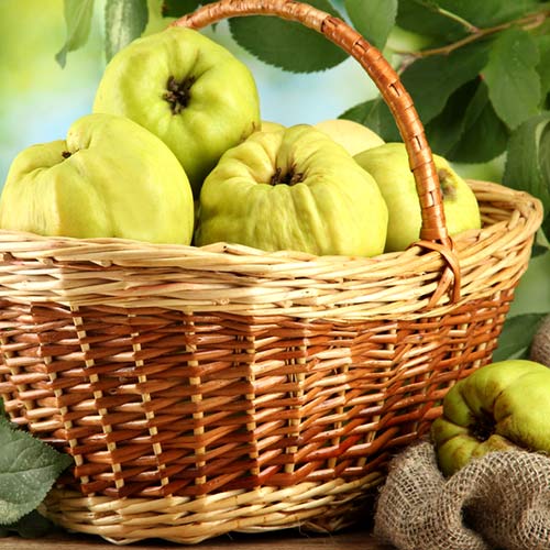 Quitte Smyrni interface.image 1 interface.art 6943