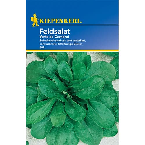 Feldsalat Verte de Cambrai interface.art Bild 1 Feldsalat Verte de Cambrai interface.image 1 interface.art 77493
