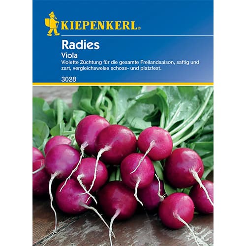 Radies Viola Kiepenkerl interface.art Bild 1 Radies Viola Kiepenkerl interface.image 1 interface.art 77487