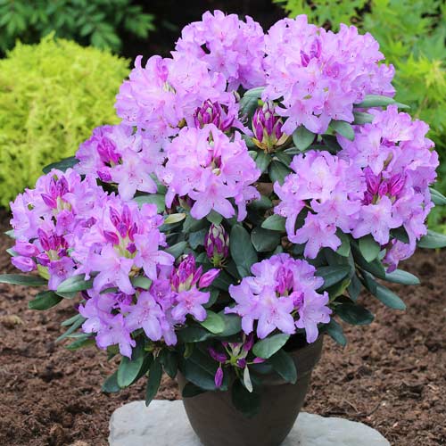 Rhododendron Catawbiense Grandiflorum, C2 interface.art Bild 1 Rhododendron Catawbiense Grandiflorum, C2 interface.image 1 interface.art 1577