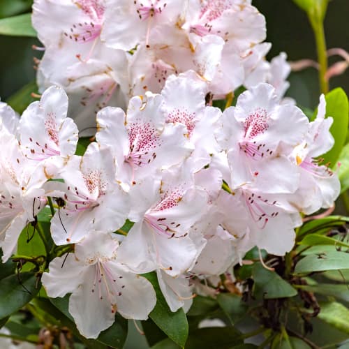 Rhododendron Cream Crest interface.art Bild 1 Rhododendron Cream Crest interface.image 1 interface.art 2030