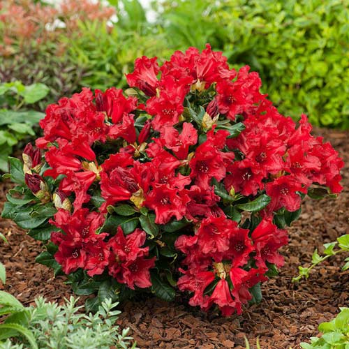 Rhododendron Doloroso, C2 interface.art Bild 1 Rhododendron Doloroso, C2 interface.image 1 interface.art 1578