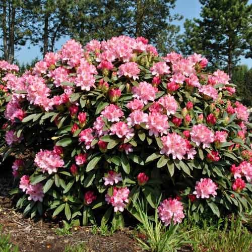 Rhododendron Fantastica interface.art Bild 1 Rhododendron Fantastica interface.image 1 interface.art 9091