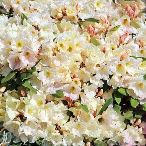 Rhododendron Golden Melody interface.art Bild 1 Rhododendron Golden Melody interface.image 1 interface.art 1563