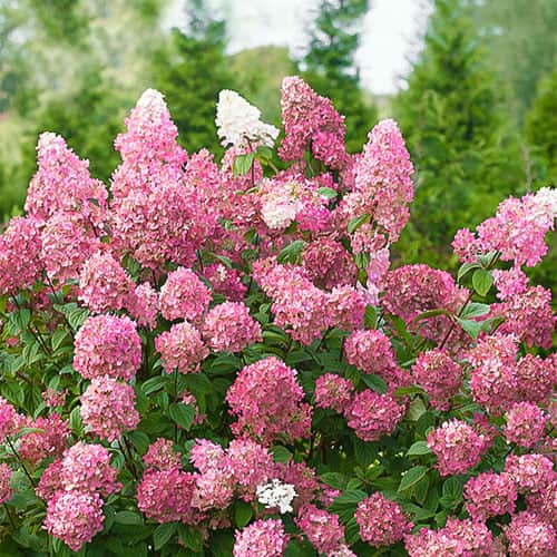 Rispenhortensie Pink Diamond, Р9 interface.art Bild 1 Rispenhortensie Pink Diamond, Р9 interface.image 1 interface.art 9669