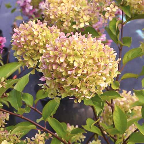Rispenhortensie Romantic ace ®, С4,5 interface.art Bild 1 Rispenhortensie Romantic ace ®, С4,5 interface.image 1 interface.art 7723