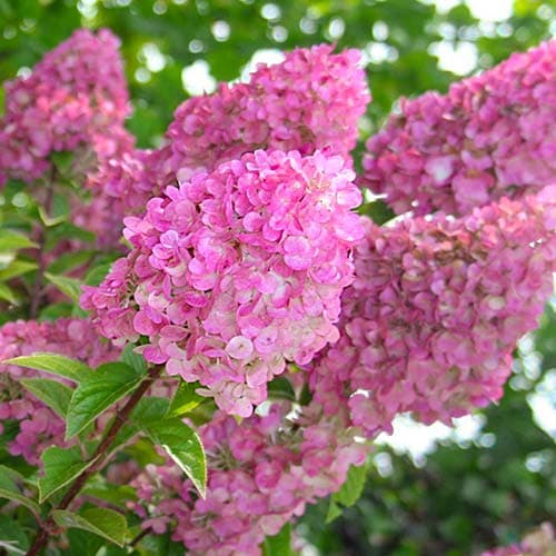 Rispenhortensie Sunday Fraise, P9 interface.art Bild 1 Rispenhortensie Sunday Fraise, P9 interface.image 1 interface.art 9041