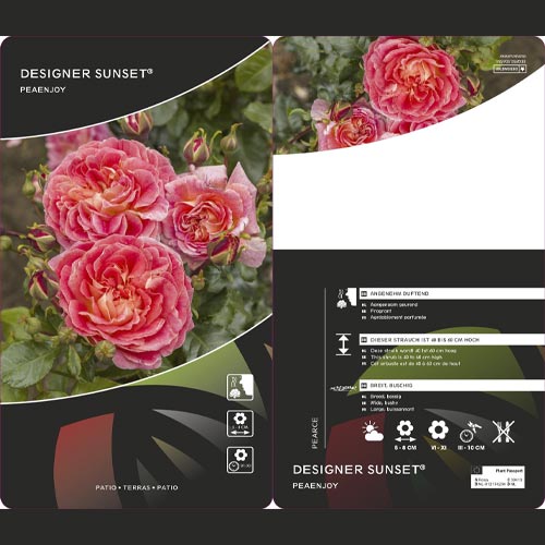 Beetrose Designer Sunset®, C3 interface.art Bild 2 Beetrose Designer Sunset®, C3 interface.image 2 interface.art 4984
