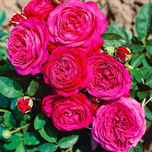 Rose Heidi Klum® interface.art Bild 1 Rose Heidi Klum® interface.image 1 interface.art 5553
