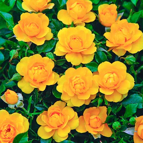 Rose Lucciola® interface.art Bild 1 Rose Lucciola® interface.image 1 interface.art 5554