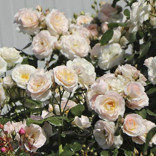 Rose mini Lady Meillandina interface.image 1 interface.art 6260