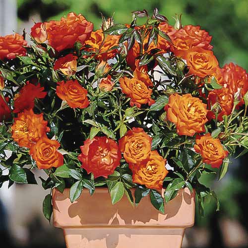 Rose mini Orange Jewel interface.art Bild 1 Rose mini Orange Jewel interface.image 1 interface.art 6261