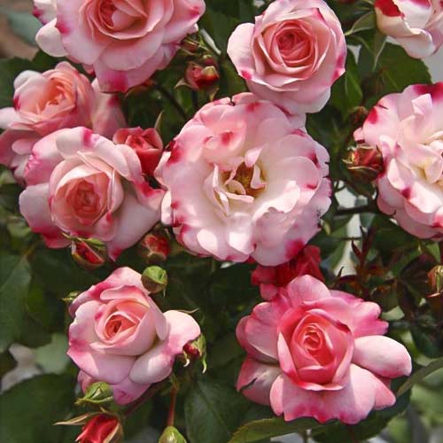 Rose mini Triple Treat interface.image 1 interface.art 6265