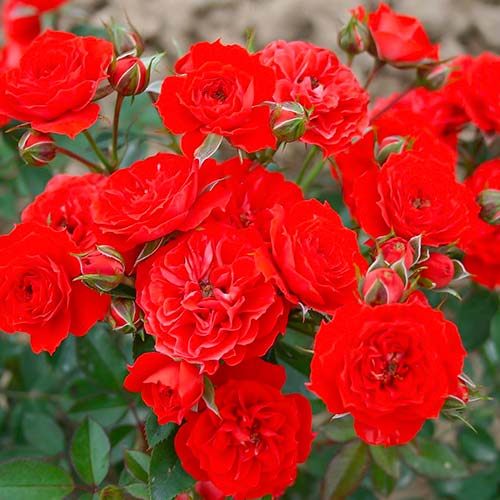 Rose Red Romance interface.art Bild 1 Rose Red Romance interface.image 1 interface.art 5827