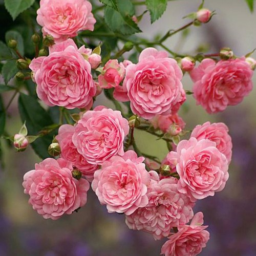 Rose The Fairy interface.image 1 interface.art 5010