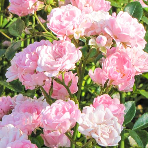 Rose Virgo Fairy interface.art Bild 1 Rose Virgo Fairy interface.image 1 interface.art 5011