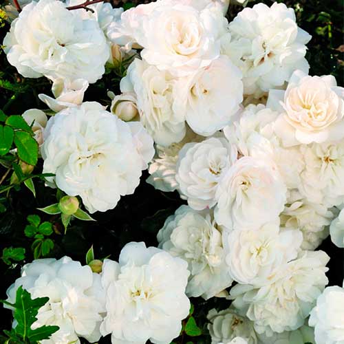 Rose White Babyflor® interface.art Bild 1 Rose White Babyflor® interface.image 1 interface.art 5555