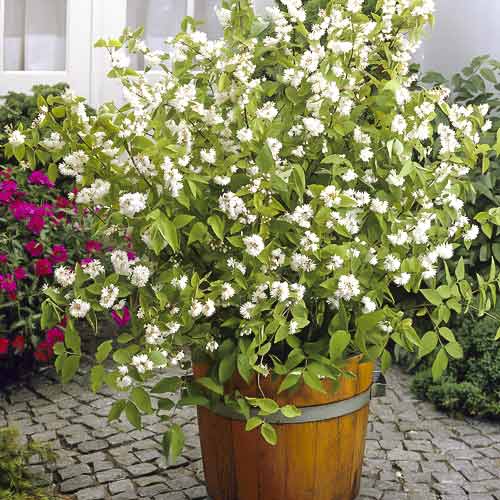 Rosendeutzie Pride of Rochester, С2 interface.image 1 interface.art 8215